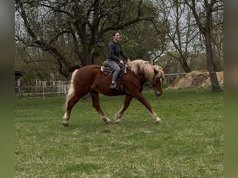 Altri cavalli a sangue freddo Giumenta 7 Anni 168 cm Sauro in Jabing