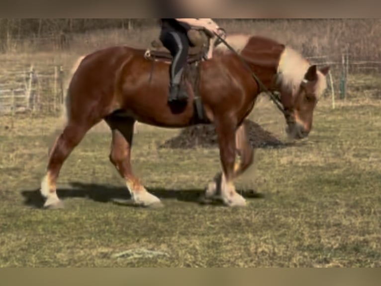 Altri cavalli a sangue freddo Giumenta 7 Anni 168 cm Sauro in Jabing