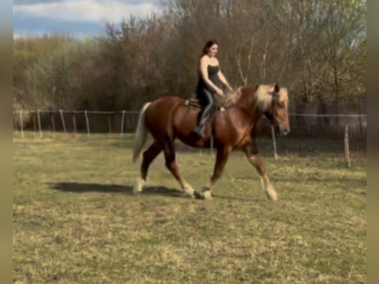 Altri cavalli a sangue freddo Giumenta 7 Anni 168 cm Sauro in Jabing