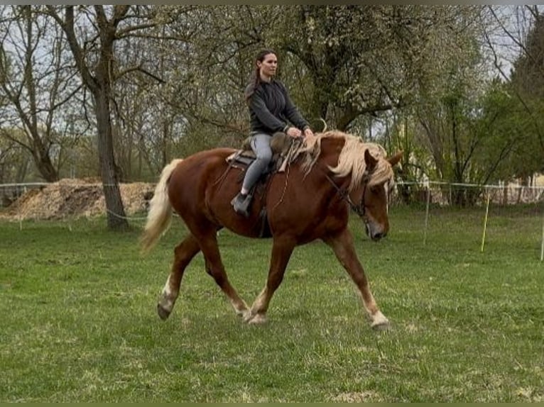 Altri cavalli a sangue freddo Giumenta 7 Anni 168 cm Sauro in Jabing