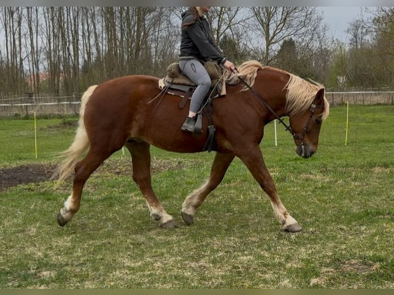 Altri cavalli a sangue freddo Giumenta 7 Anni 168 cm Sauro in Jabing