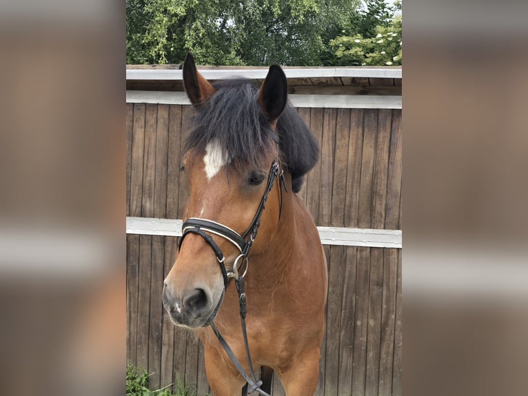 Altri cavalli a sangue freddo Giumenta 8 Anni 160 cm Baio in M&#xFC;lheim an der Ruhr