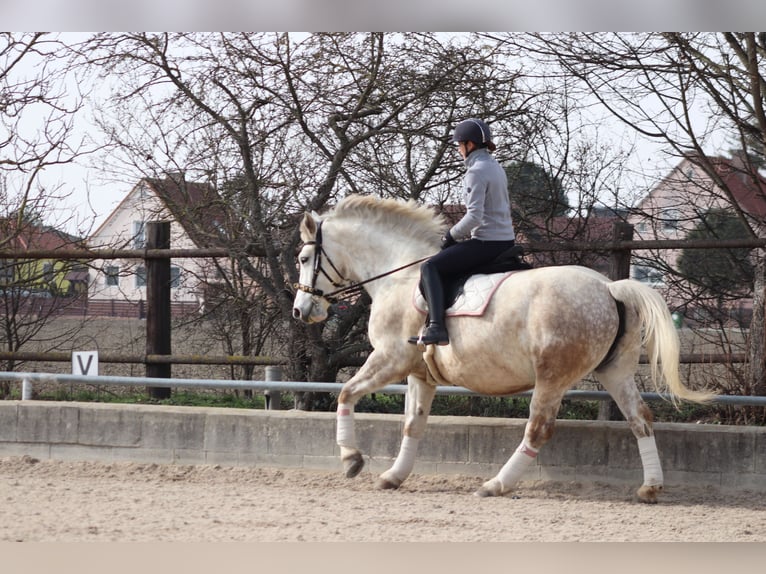 Altri cavalli a sangue freddo Mix Giumenta 8 Anni 165 cm Grigio in Wien