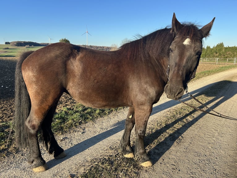 Altri cavalli a sangue freddo Mix Giumenta 9 Anni 154 cm Morello in Westerheim
