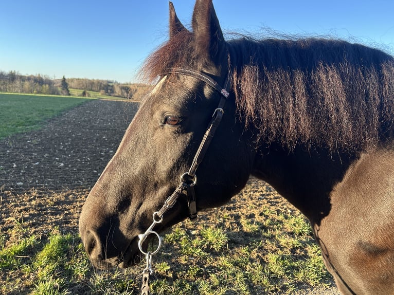 Altri cavalli a sangue freddo Mix Giumenta 9 Anni 154 cm Morello in Westerheim