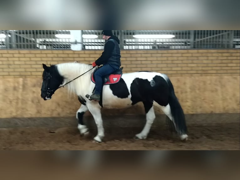 Altri cavalli a sangue freddo Giumenta 9 Anni 162 cm Pezzato in Kamenz