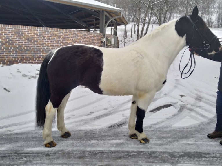 Altri cavalli a sangue freddo Giumenta 9 Anni 162 cm Pezzato in Kamenz