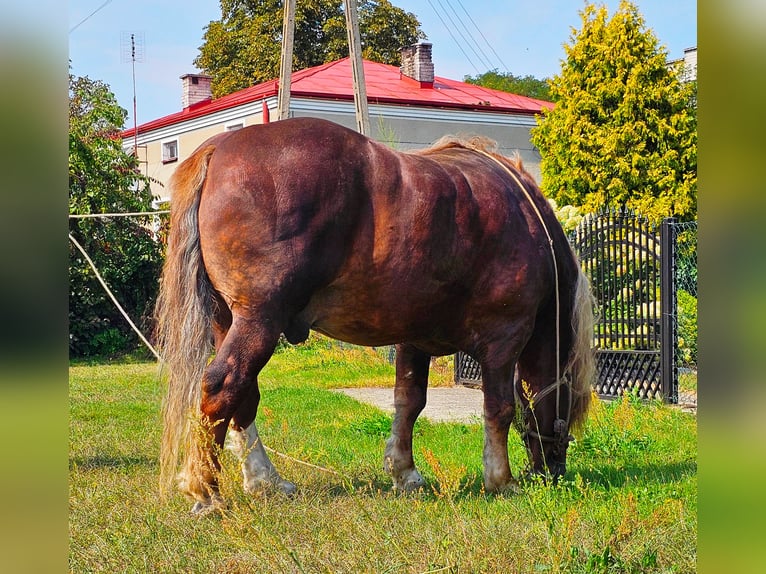 Altri cavalli a sangue freddo Stallone 14 Anni 165 cm Sauro in Sierskowola