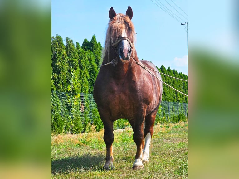 Altri cavalli a sangue freddo Stallone 14 Anni 165 cm Sauro in Sierskowola