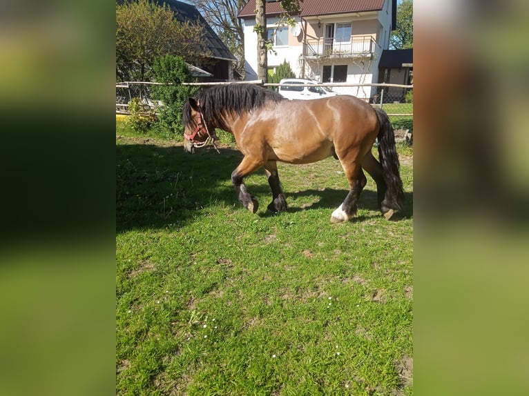 Altri cavalli a sangue freddo Stallone 2 Anni 154 cm Baio in Kostomłoty pierwsze