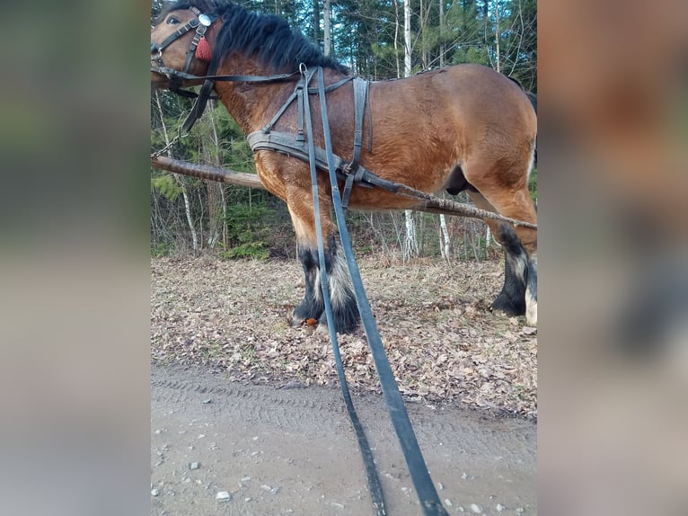 Altri cavalli a sangue freddo Stallone 2 Anni 154 cm Baio in Kostomłoty pierwsze