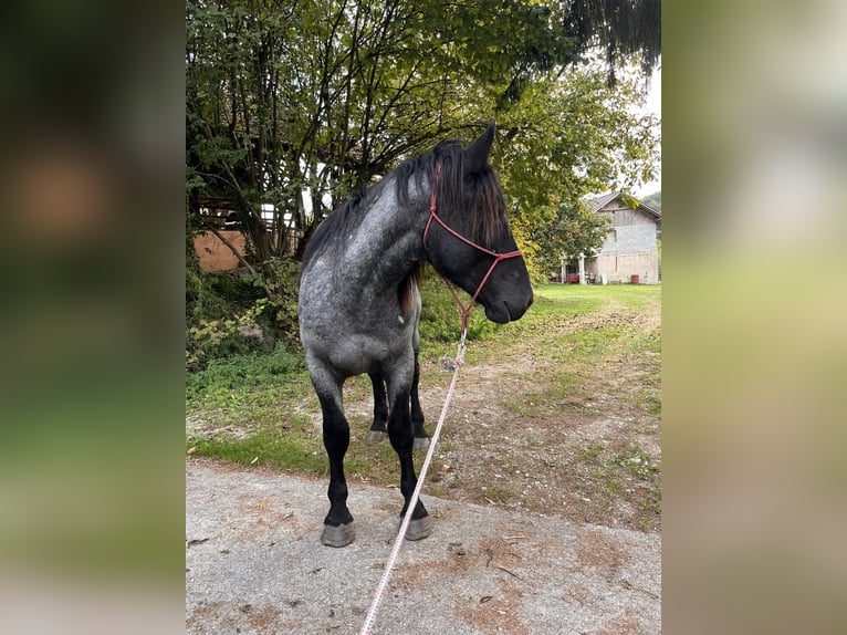 Altri cavalli a sangue freddo Stallone 2 Anni 155 cm Roano blu in Šentjernej