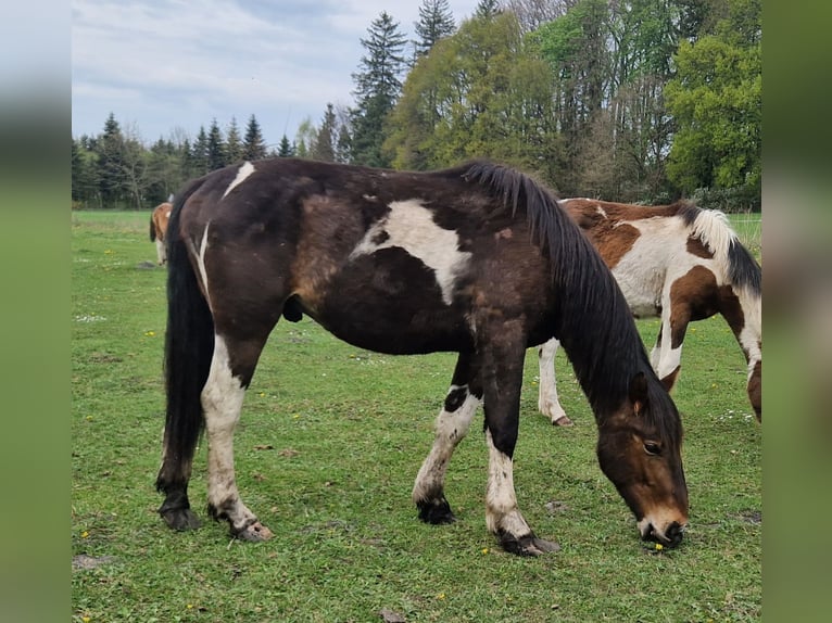 Altri cavalli a sangue freddo Mix Stallone 2 Anni 160 cm Baio ciliegia in Kołobrzeg