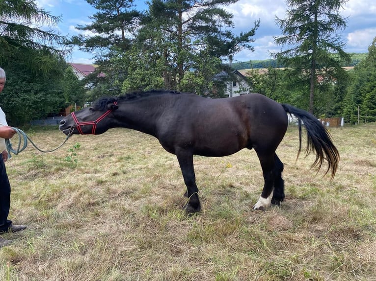 Altri cavalli a sangue freddo Stallone 2 Anni in Owiesno