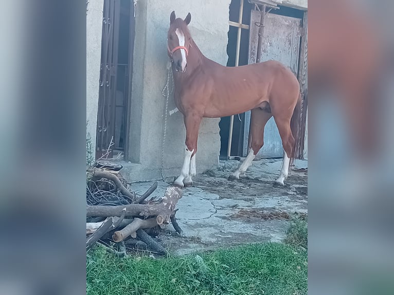 Altri cavalli a sangue freddo Stallone 3 Anni 160 cm Sauro scuro in San Lorenzo marina