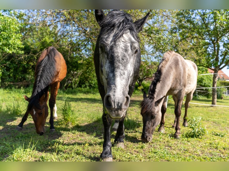 Altri cavalli a sangue freddo Mix Stallone 4 Anni 155 cm Grigio pezzato in Staßfurt