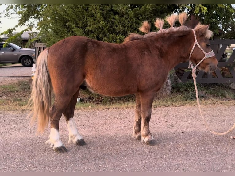 Altri pony/cavalli di piccola taglia Castrone 10 Anni 102 cm Falbo in Carthage