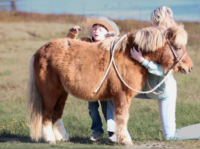 Altri pony/cavalli di piccola taglia Castrone 10 Anni 102 cm Falbo in Carthage