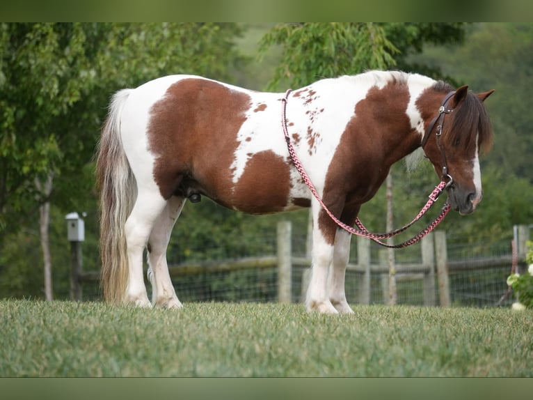 Altri pony/cavalli di piccola taglia Castrone 10 Anni 102 cm Pezzato in Fresno