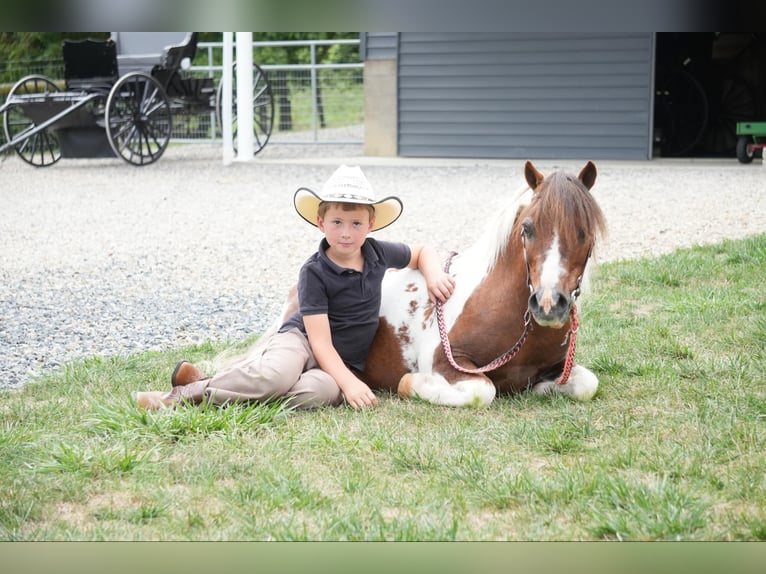 Altri pony/cavalli di piccola taglia Castrone 10 Anni 102 cm Pezzato in Fresno