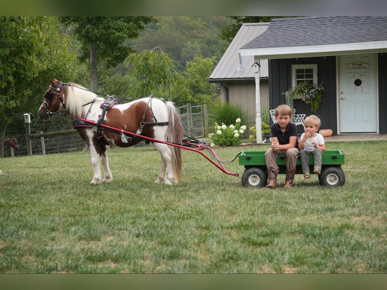 Altri pony/cavalli di piccola taglia Castrone 10 Anni 102 cm Pezzato in Fresno