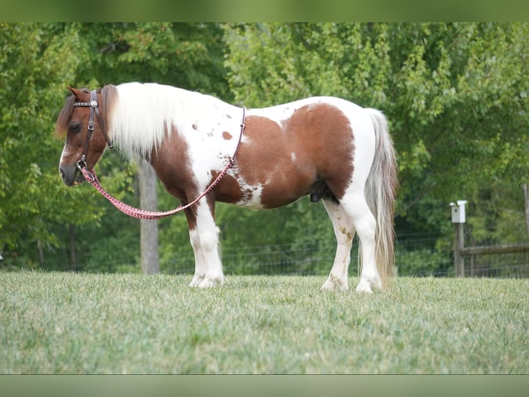 Altri pony/cavalli di piccola taglia Castrone 10 Anni 102 cm Pezzato in Fresno