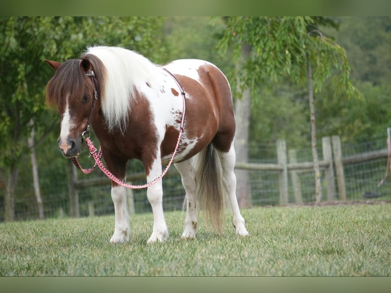 Altri pony/cavalli di piccola taglia Castrone 10 Anni 102 cm Pezzato in Fresno