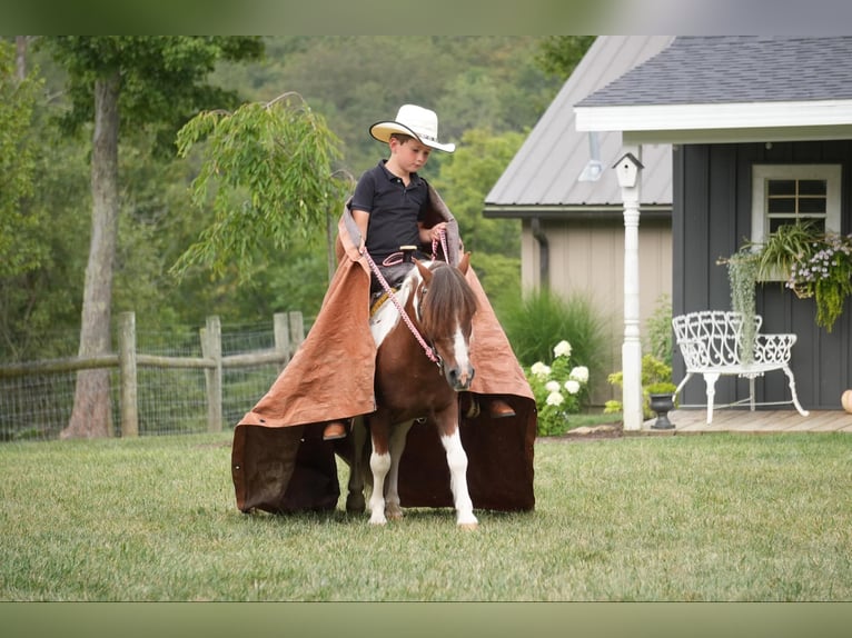 Altri pony/cavalli di piccola taglia Castrone 10 Anni 102 cm Pezzato in Fresno