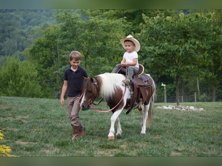 Altri pony/cavalli di piccola taglia Castrone 10 Anni 102 cm Pezzato in Fresno