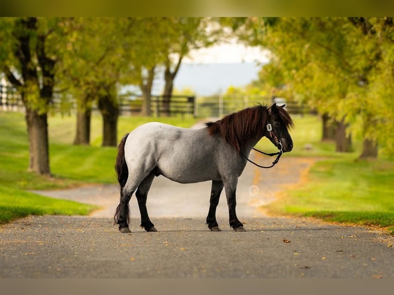 Altri pony/cavalli di piccola taglia Castrone 10 Anni 102 cm Roano blu in Lebanon