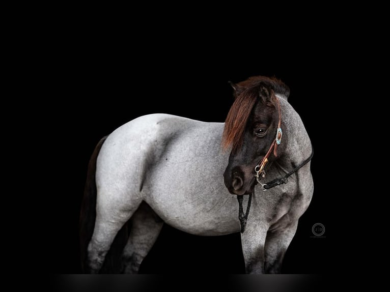 Altri pony/cavalli di piccola taglia Castrone 10 Anni 102 cm Roano blu in Lebanon