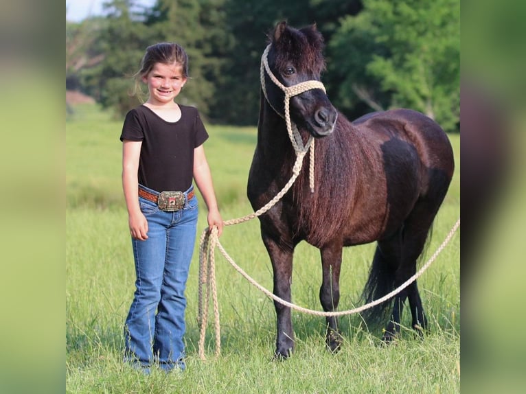 Altri pony/cavalli di piccola taglia Castrone 10 Anni 104 cm Morello in Carthage, TX