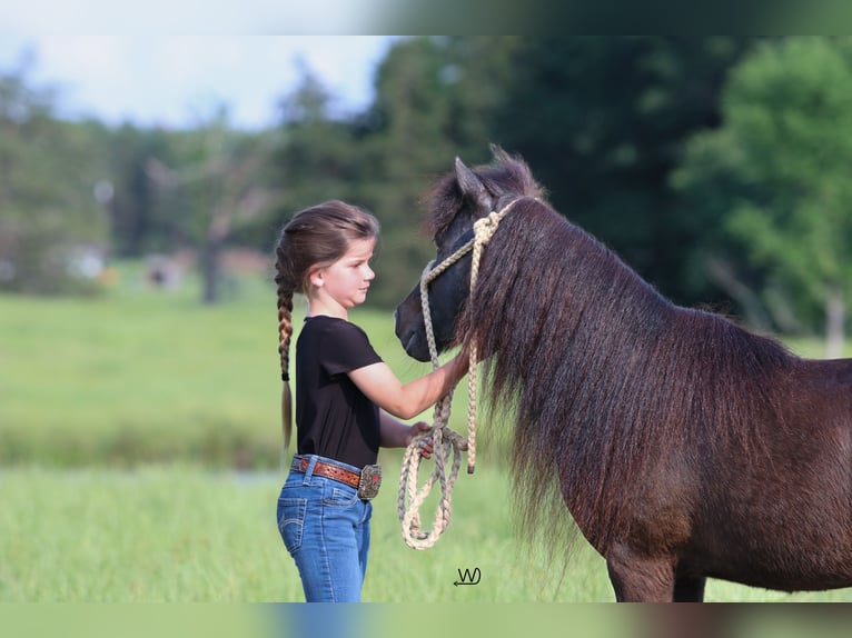 Altri pony/cavalli di piccola taglia Castrone 10 Anni 104 cm Morello in Carthage, TX