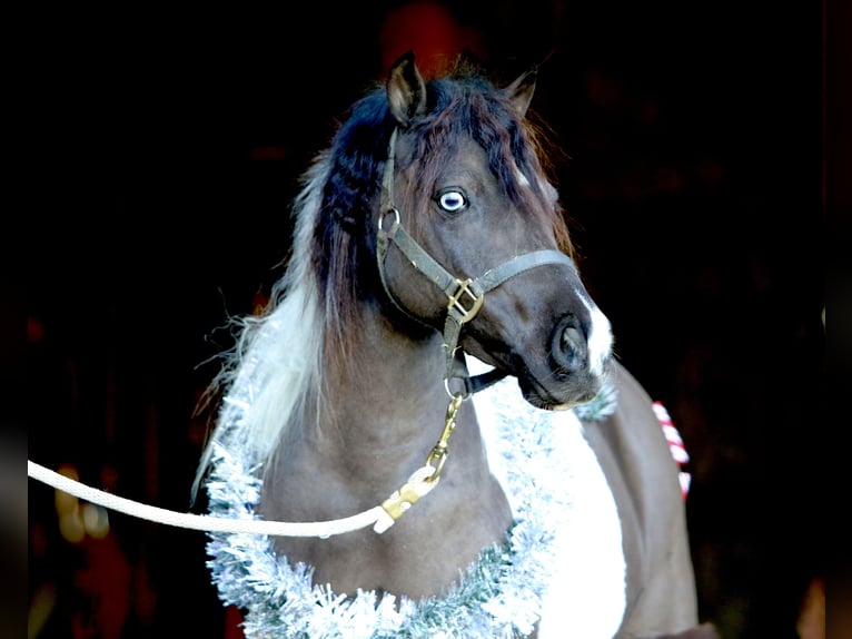 Altri pony/cavalli di piccola taglia Castrone 10 Anni 107 cm Pezzato in Gap