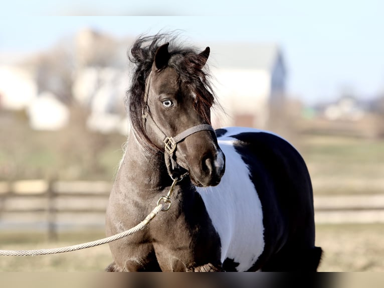 Altri pony/cavalli di piccola taglia Castrone 10 Anni 107 cm Pezzato in Gap