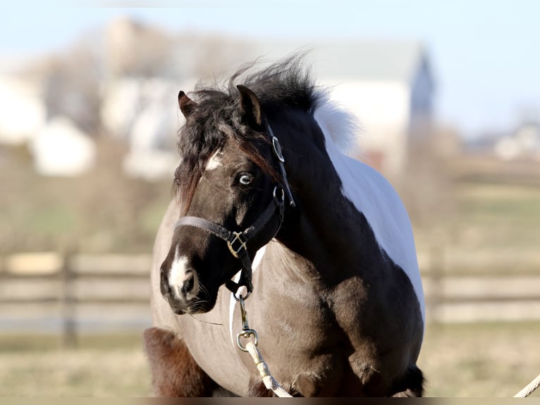 Altri pony/cavalli di piccola taglia Castrone 10 Anni 107 cm Pezzato in Gap