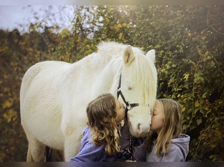 Altri pony/cavalli di piccola taglia Castrone 10 Anni 114 cm Cremello in Parsberg