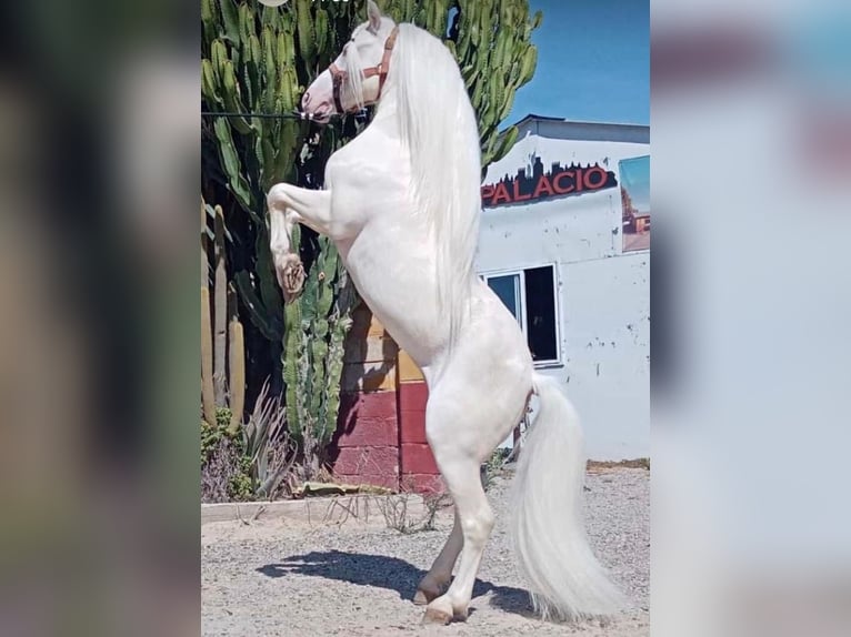 Altri pony/cavalli di piccola taglia Castrone 10 Anni 114 cm Cremello in Parsberg