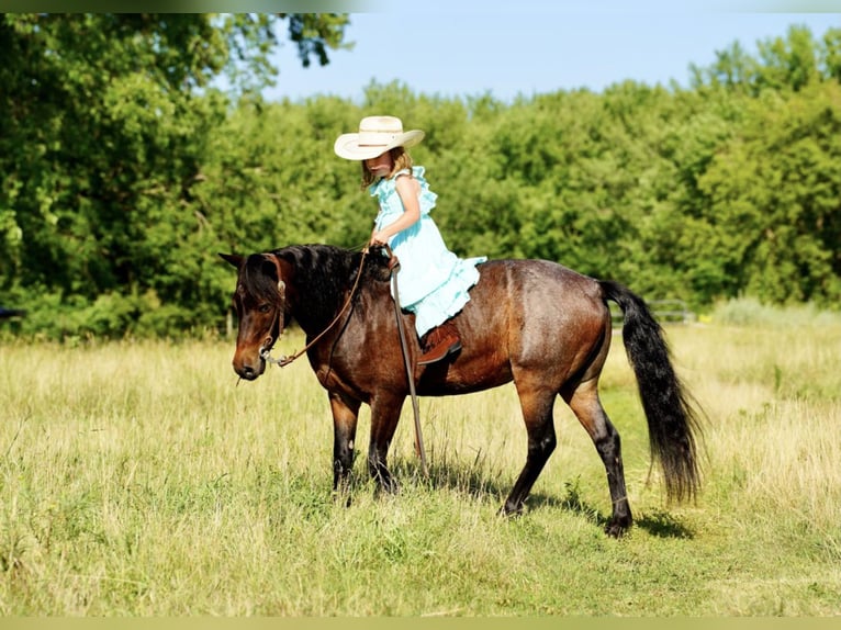 Altri pony/cavalli di piccola taglia Castrone 10 Anni 117 cm Baio roano in Valley Springs, SD
