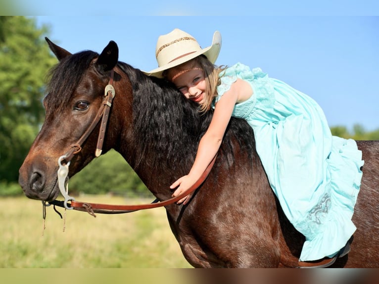 Altri pony/cavalli di piccola taglia Castrone 10 Anni 117 cm Baio roano in Valley Springs, SD