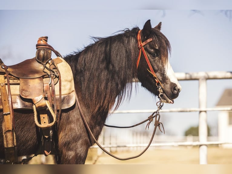 Altri pony/cavalli di piccola taglia Castrone 10 Anni 122 cm Morello in Benton, LA