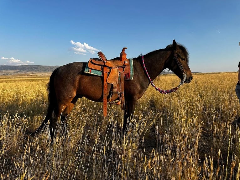 Altri pony/cavalli di piccola taglia Castrone 10 Anni 122 cm Roano blu in Casper, WY