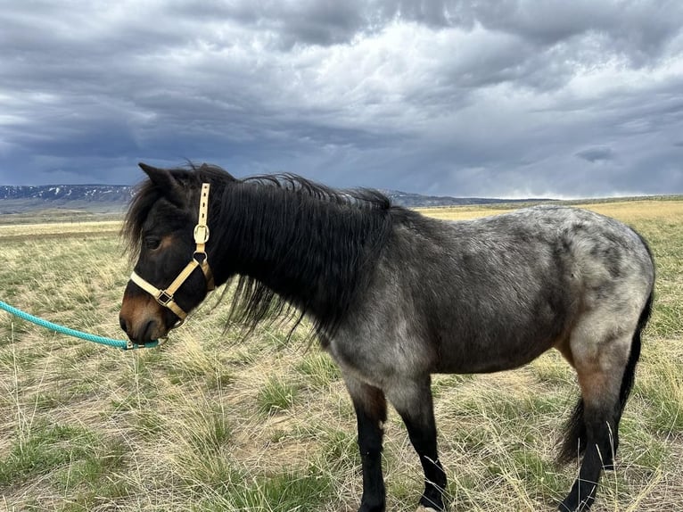 Altri pony/cavalli di piccola taglia Castrone 10 Anni 122 cm Roano blu in Casper, WY