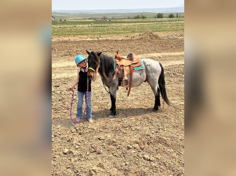 Altri pony/cavalli di piccola taglia Castrone 10 Anni 122 cm Roano blu in Casper, WY