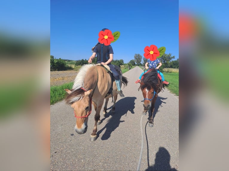 Altri pony/cavalli di piccola taglia Castrone 10 Anni 128 cm Baio in Götzendorf an der Leitha