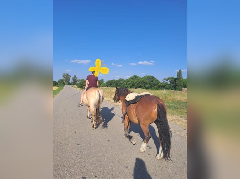 Altri pony/cavalli di piccola taglia Castrone 10 Anni 128 cm Baio in Götzendorf an der Leitha