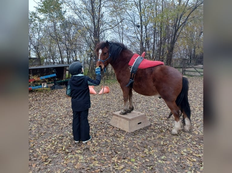 Altri pony/cavalli di piccola taglia Castrone 10 Anni 128 cm Baio in Götzendorf an der Leitha