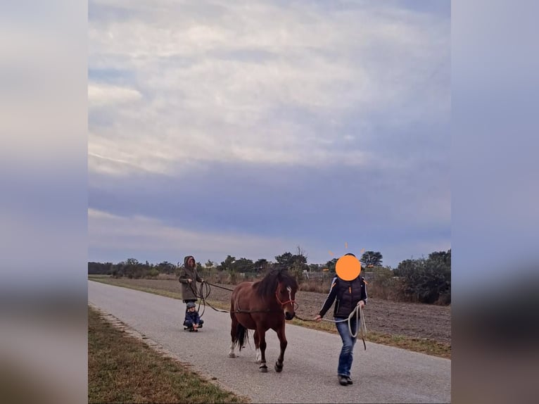 Altri pony/cavalli di piccola taglia Castrone 10 Anni 128 cm Baio in Götzendorf an der Leitha