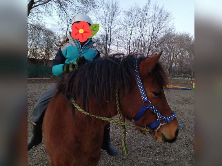 Altri pony/cavalli di piccola taglia Castrone 10 Anni 128 cm Baio in Götzendorf an der Leitha