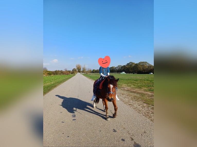 Altri pony/cavalli di piccola taglia Castrone 10 Anni 128 cm Baio in Götzendorf an der Leitha